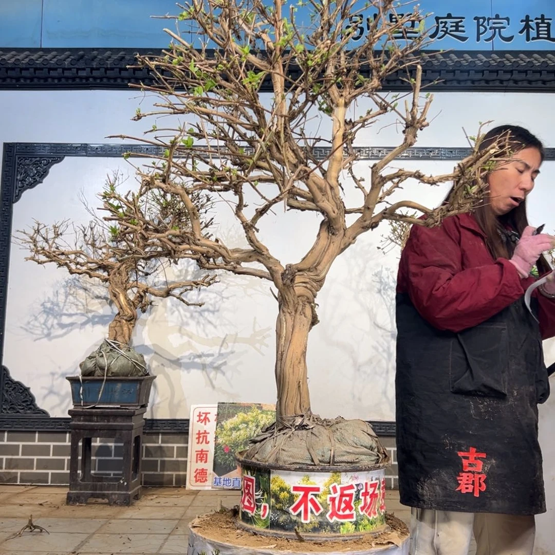大***殿无花朵金银花5555588855