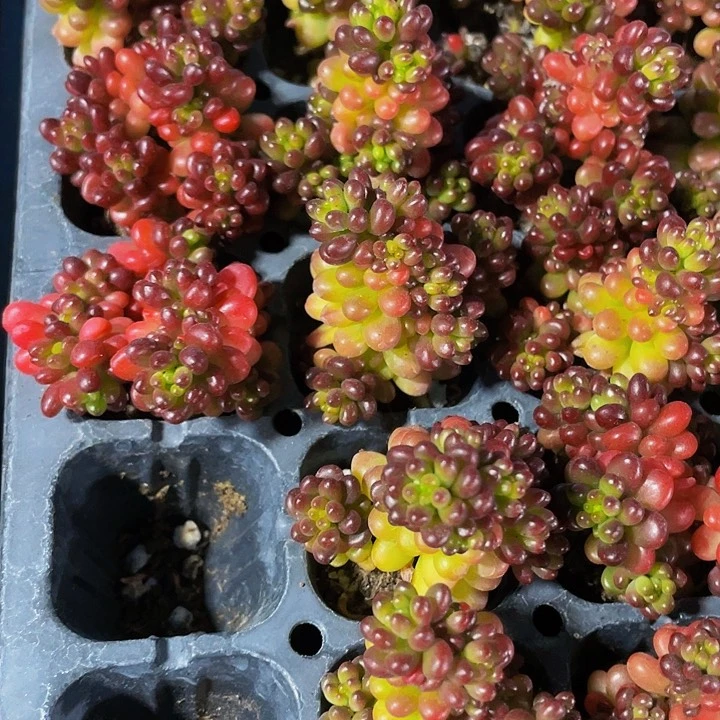 小浆果1元带土发