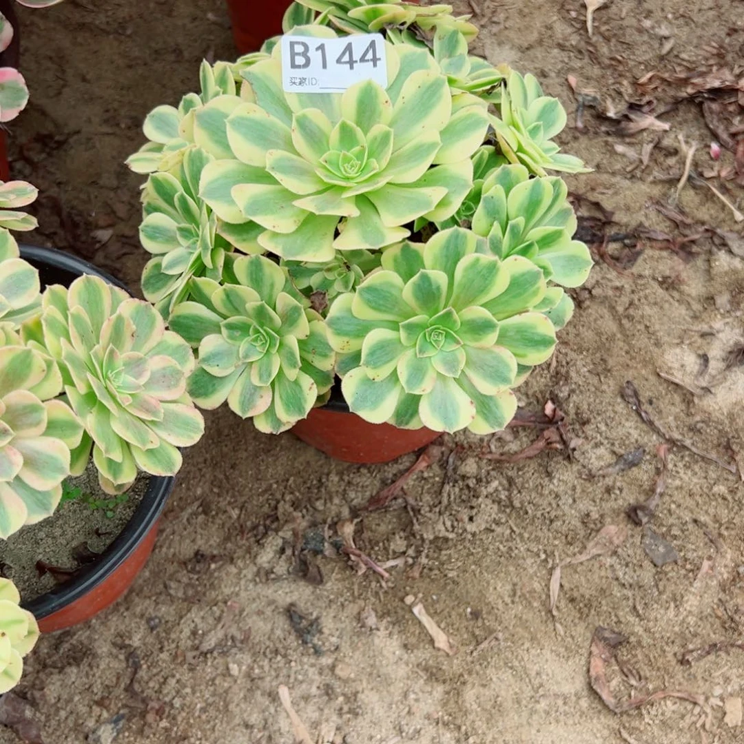 欢***i144雨荷多肉植物法师多肉