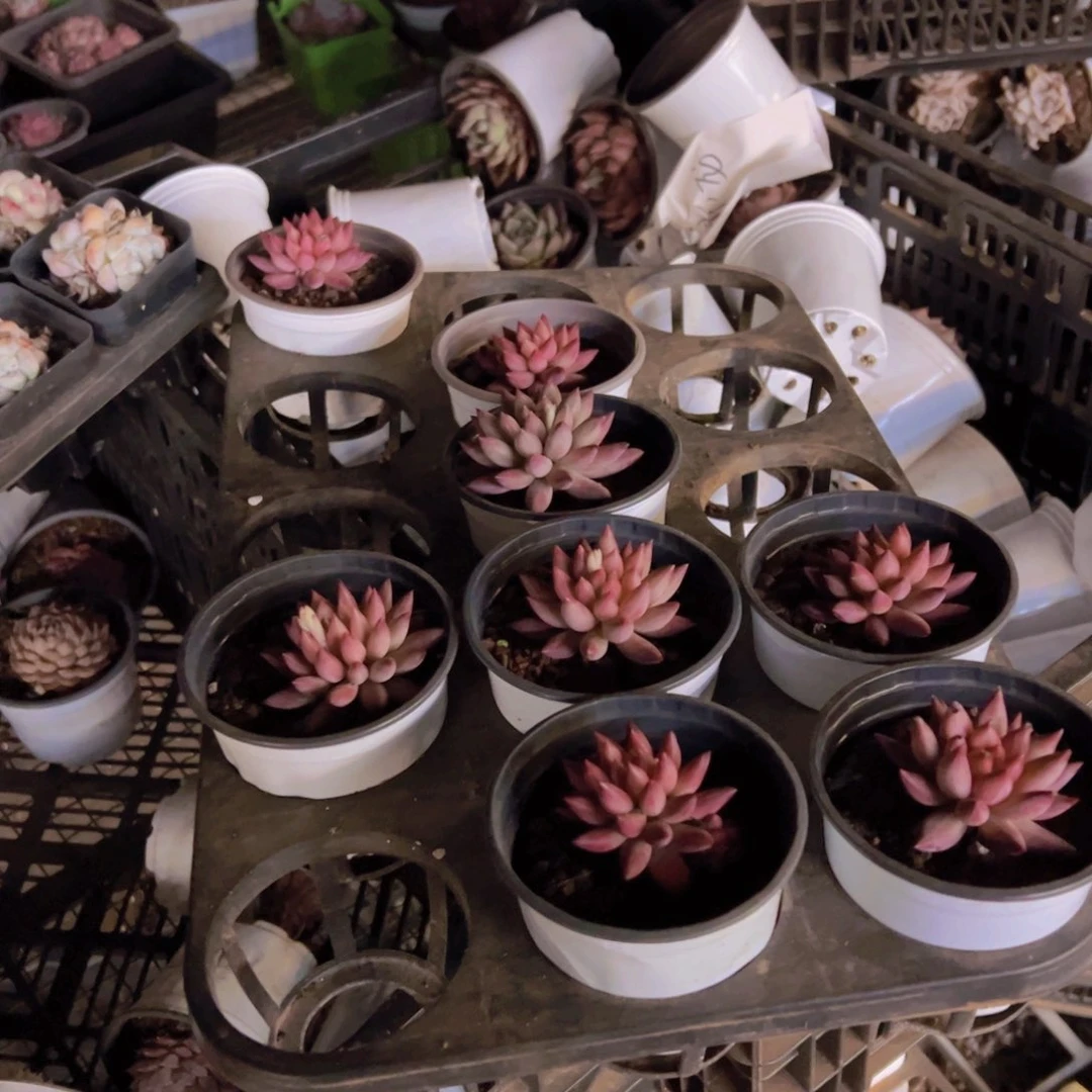 虞美人，带盆发货，5cm起发