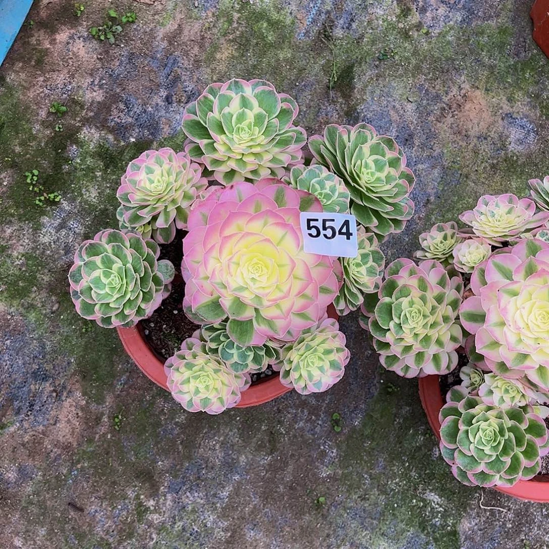 小***芳多肉水中月000000554
