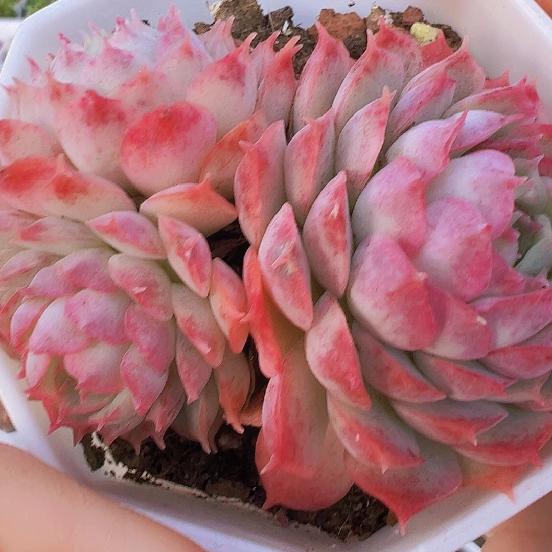 朱砂痣群19包邮多肉