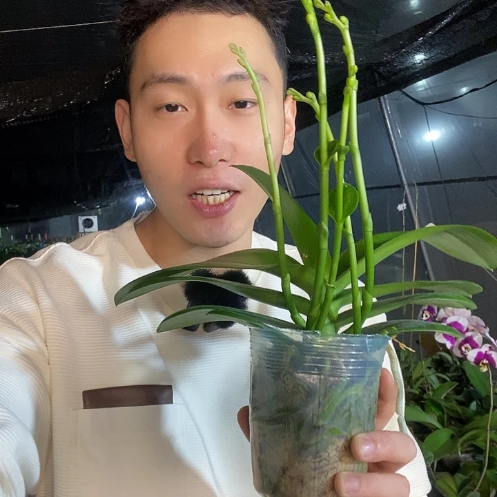 无花朵白天鹅最少4花剑