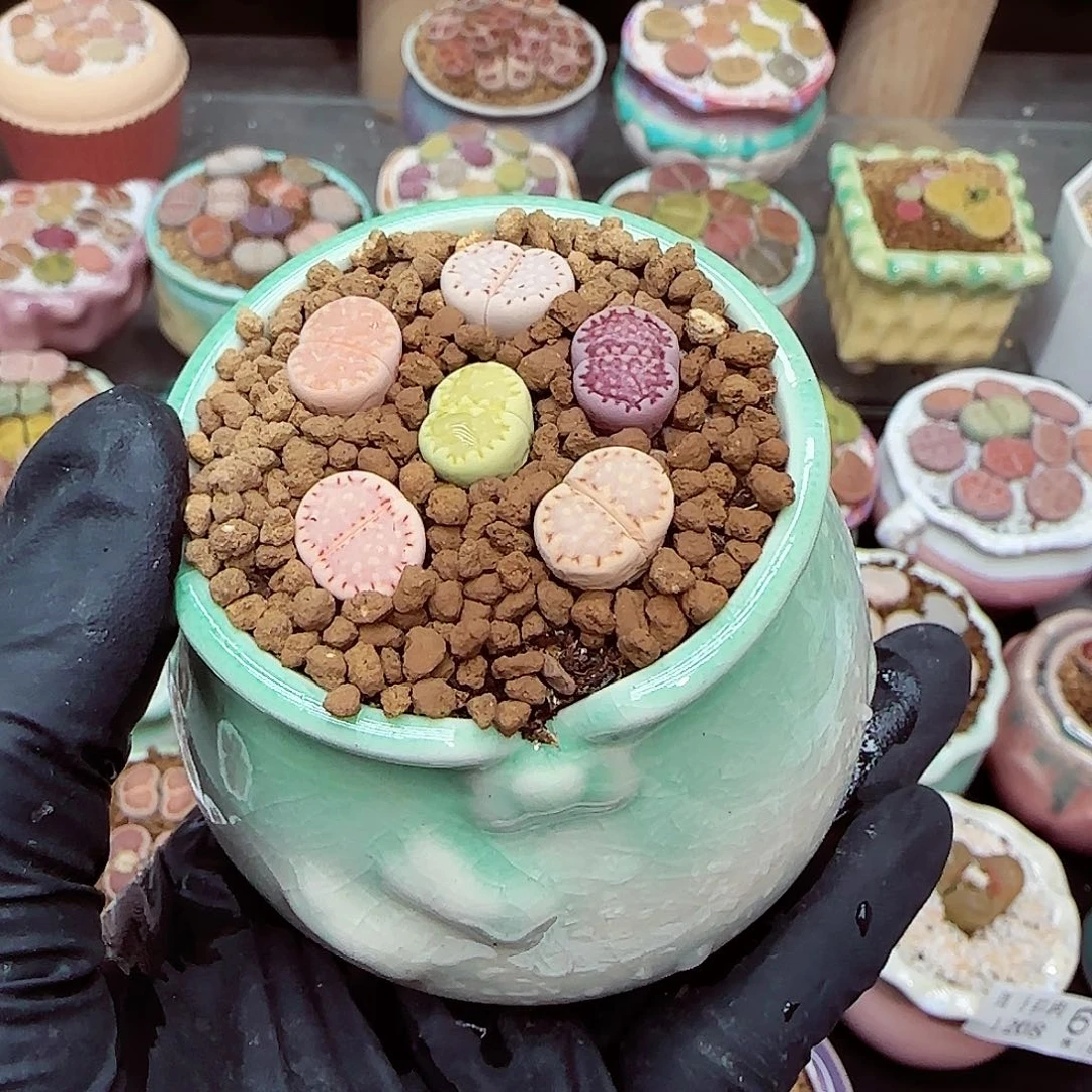 生石花满18包邮1208-79