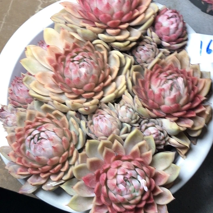 妤**神167////////////////