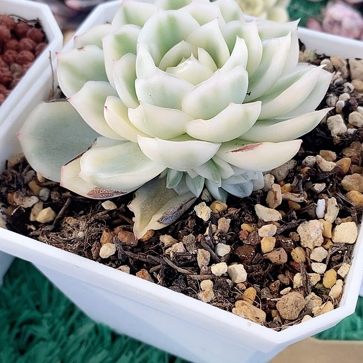 寒酥锦一物一拍，