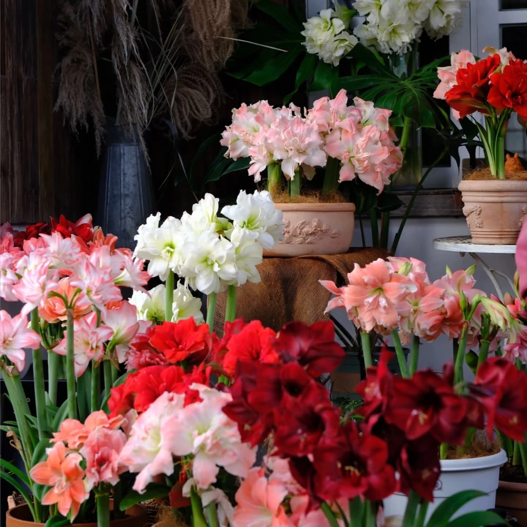 朱顶红小苗直径1cm以上