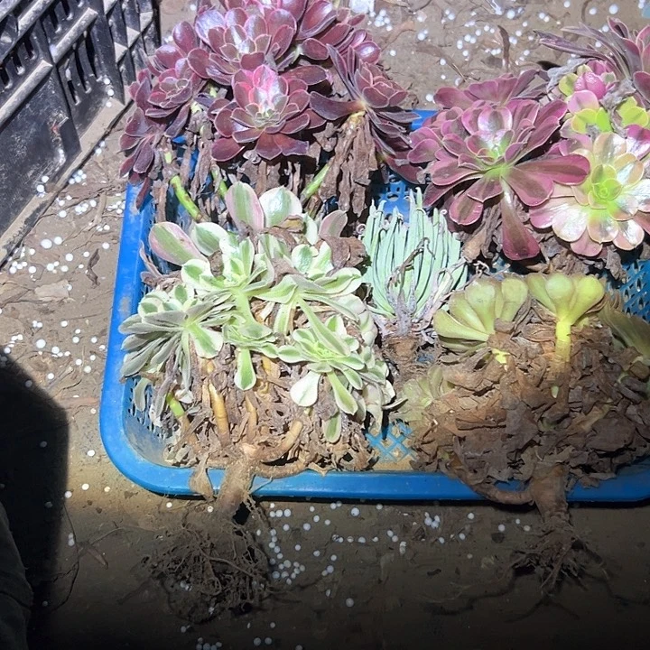 不售后法师组合链接