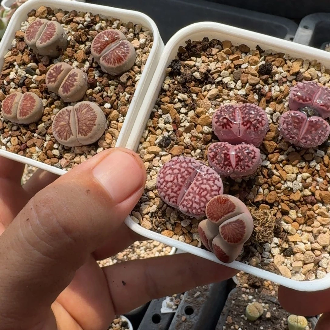 少*游G375紫寿丽和美菊等