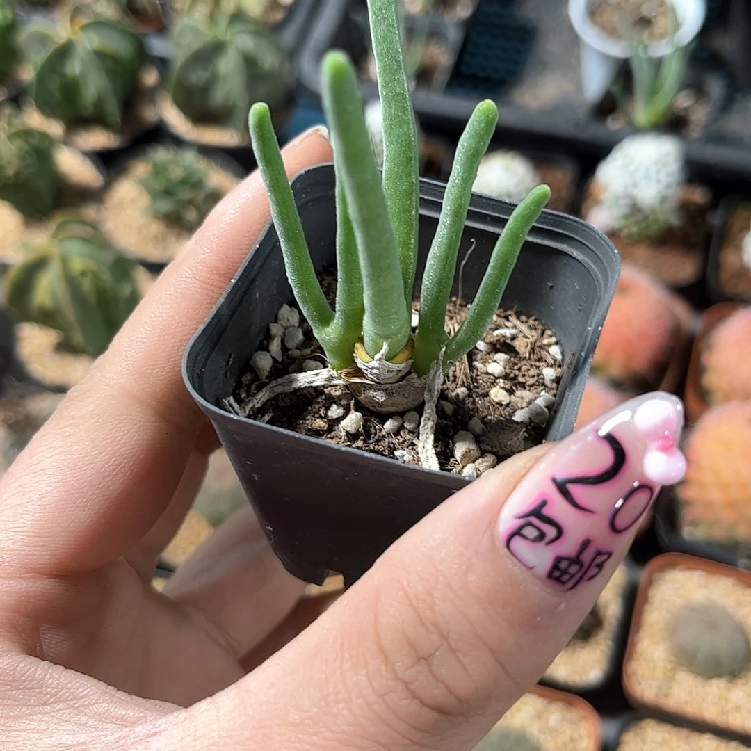 三头老兔子单头发货有根发货