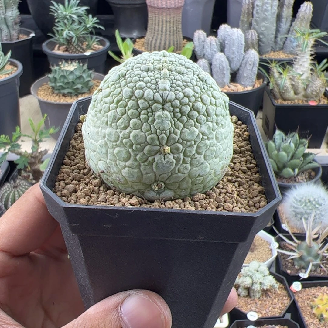 凝蹄玉实生5一物一拍带盆发