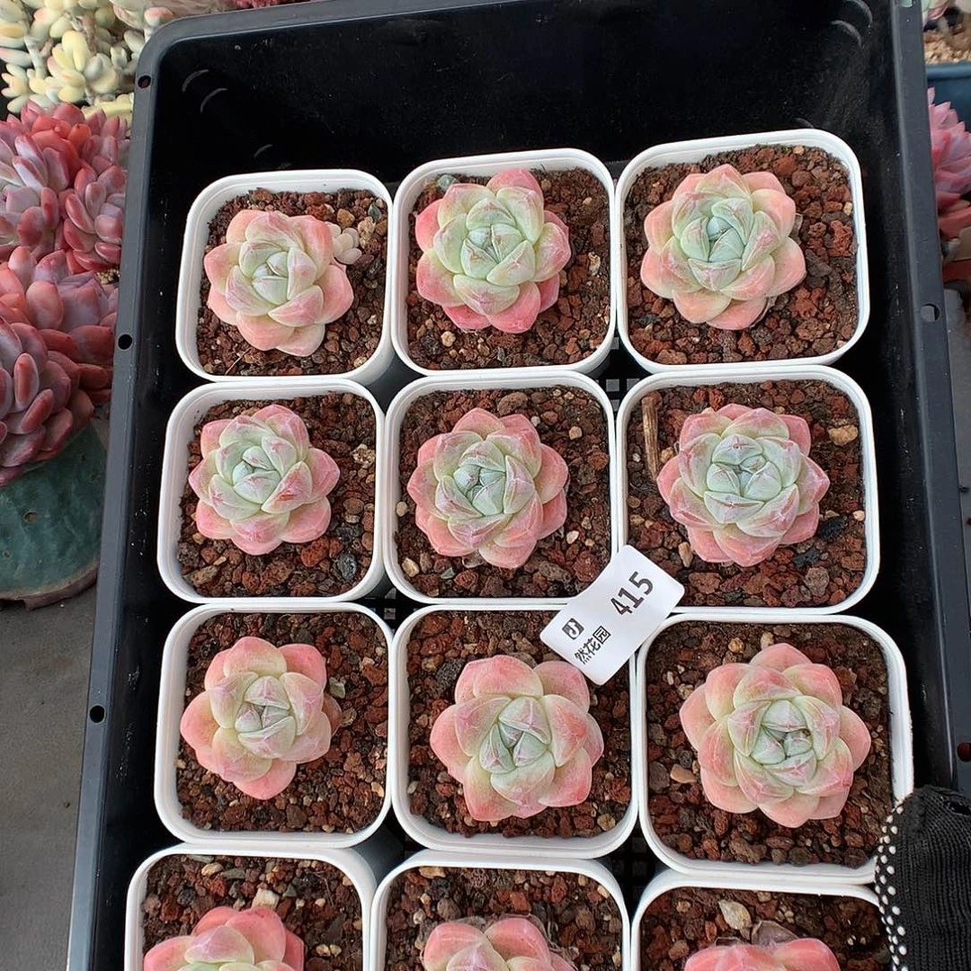 415冰玉3颗量拍多肉植物6666