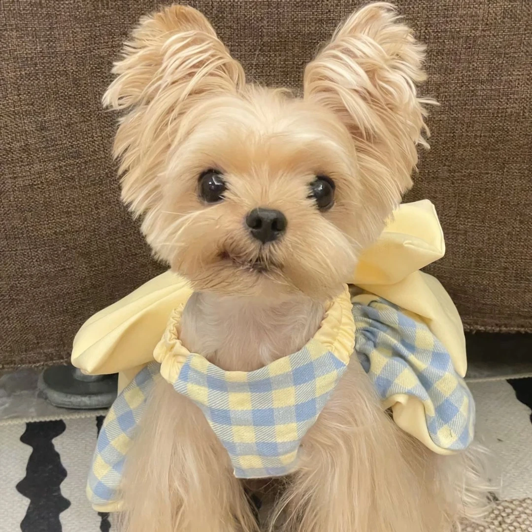 宠物衣服春夏狗猫蝴蝶结可爱多巴胺裙子比熊雪纳瑞马尔济斯公主裙