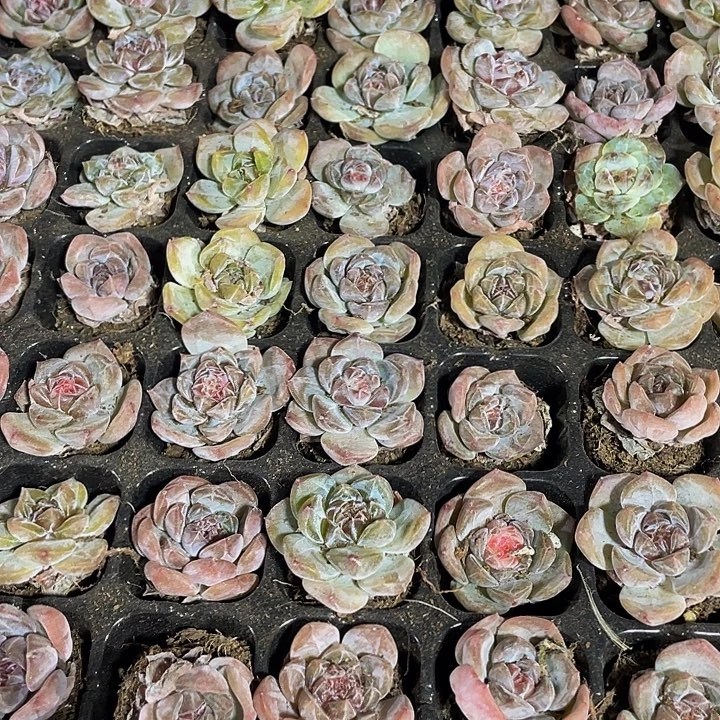 小冰魄1元带土发货