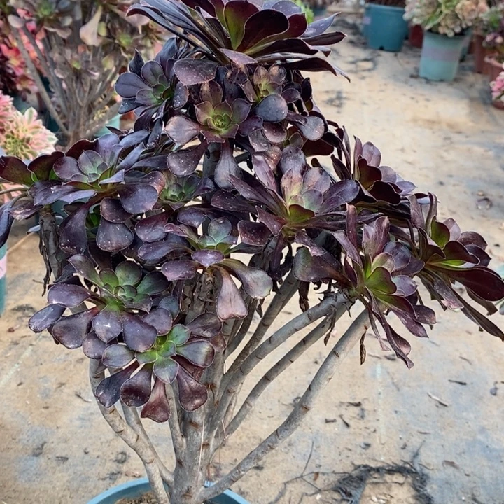 圆叶多肉植物18。
