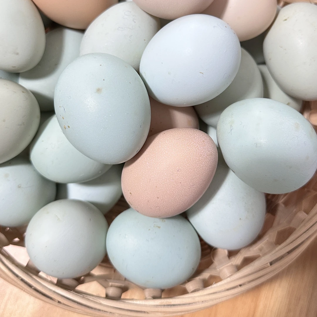 湖北十堰香炉山平哥乌骨鸡蛋土鸡蛋新鲜山林散养新鲜虫草鸡100枚