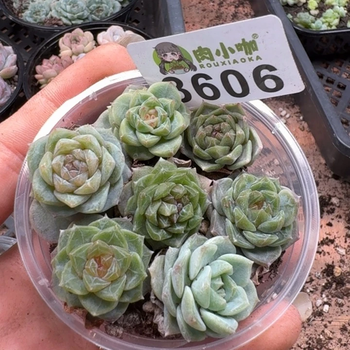 无花朵多肉植物多肉植物