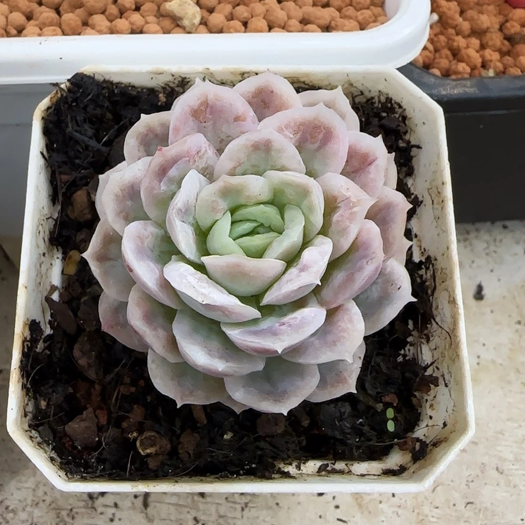 哈迪斯锦多肉植物锦