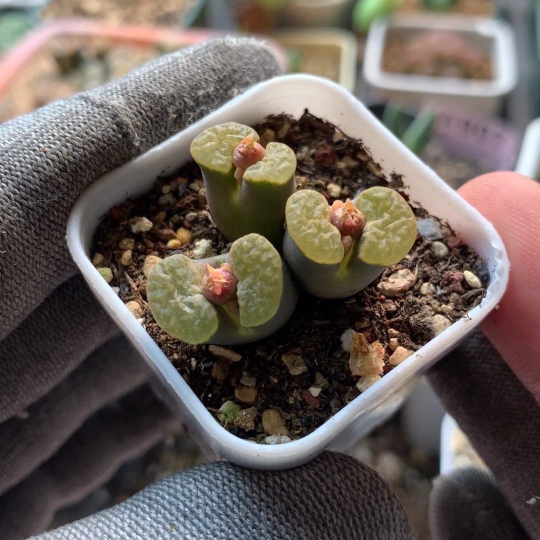 95号磁铁风铃母本