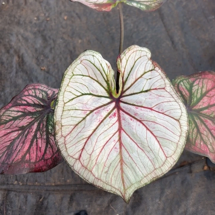 完全开放泰国彩叶芋19