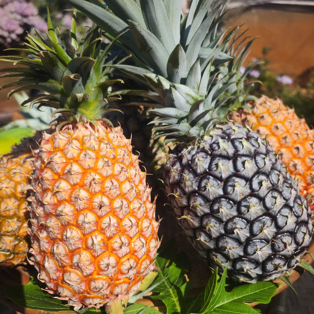 西双版纳金钻凤梨头茬新鲜应季孕妇水果香甜菠萝热带产地现采直发