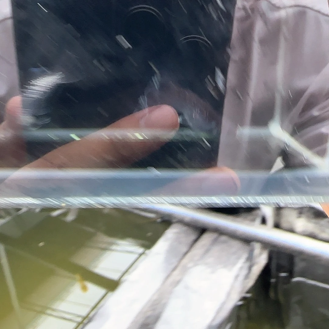 青鳉鱼真长曜变公配短母