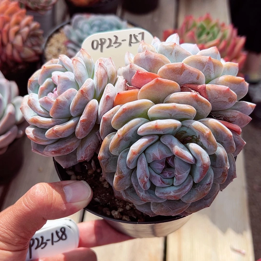 0923-157石榴籽星影