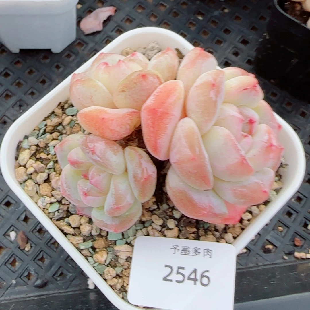 太妃糖，2546多肉植物