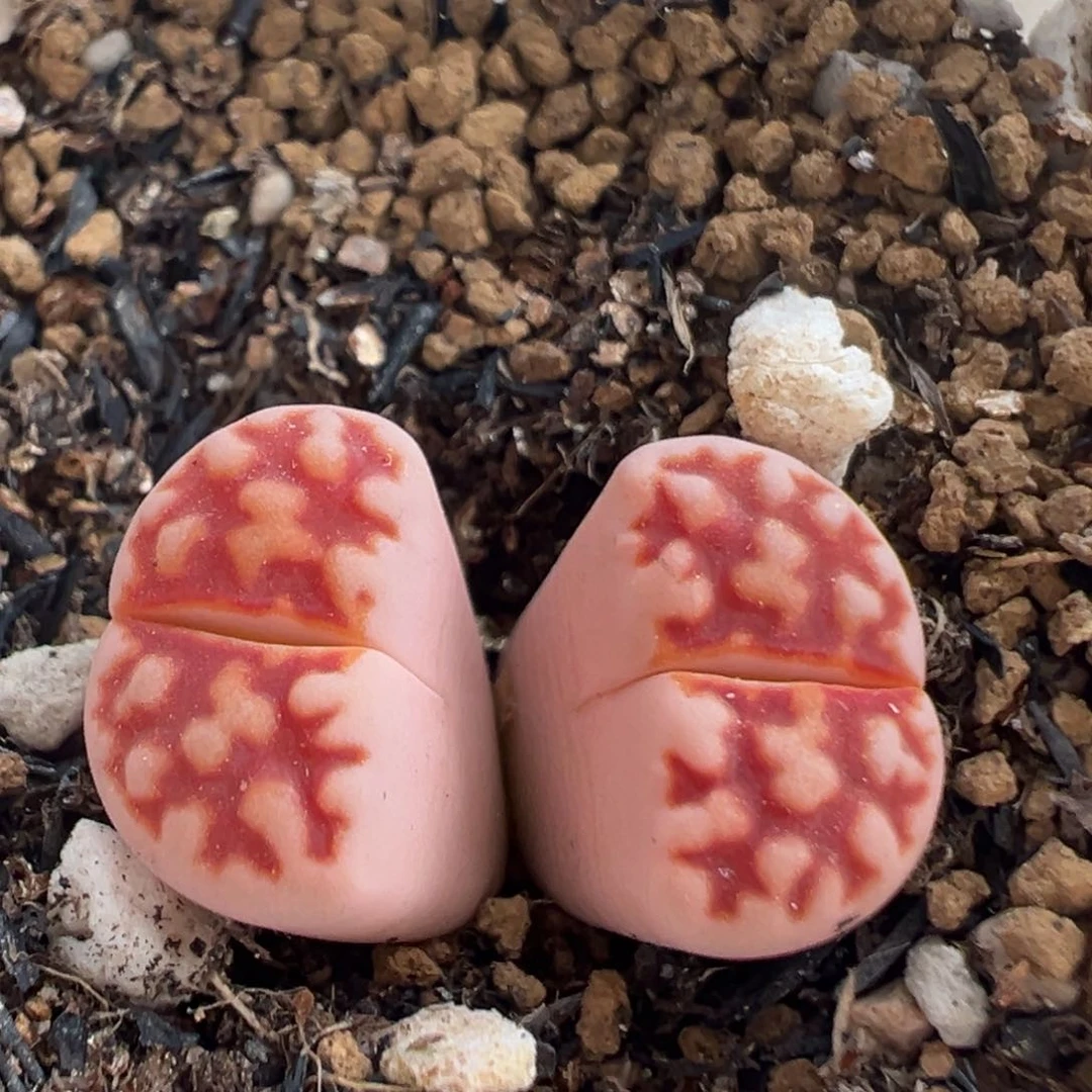 110多肉植物百科知识