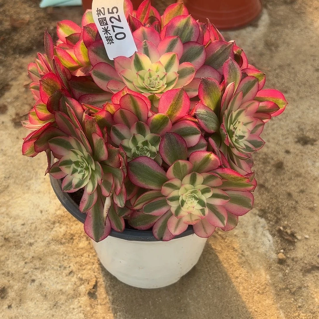 倾城多肉植物手捧725