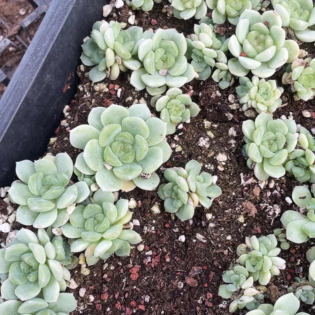 甜心混合切糕中苗穴一个满25包邮