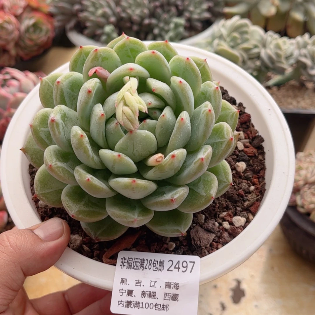 【闪购商品】2497雪花珍妮