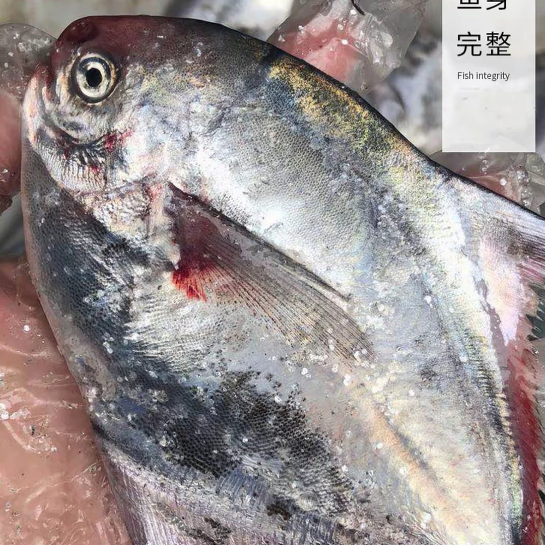 吕四渔港新鲜海捕 乌鲳 燕尾鲳