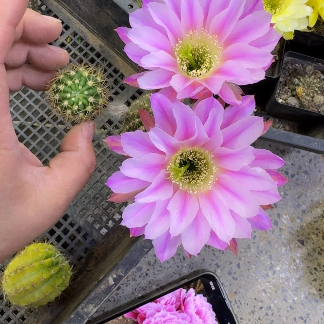 219丽花阳23歪无根侧牙3公分左右,20包邮