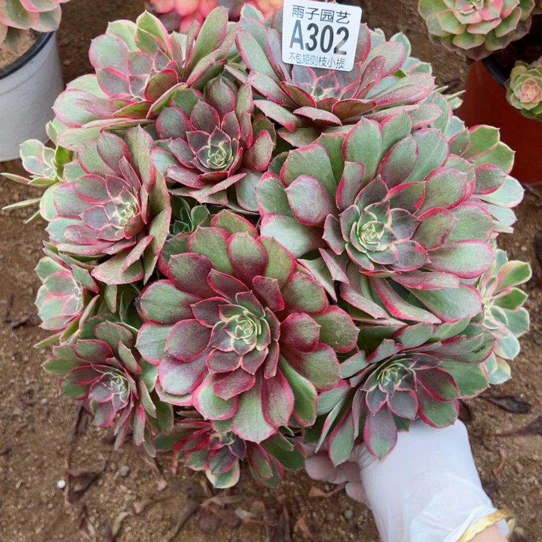 302粉花腰尺寸25左右