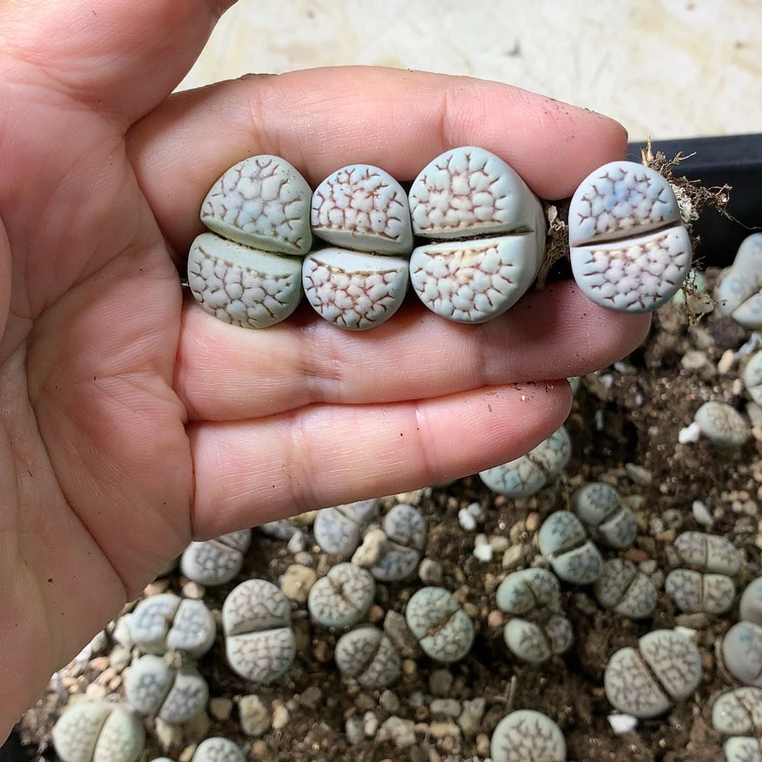 晨*K408多肉植物保护
