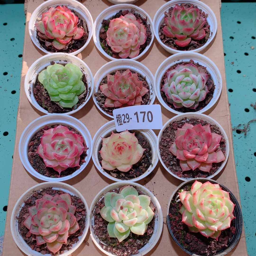 29-170一物一拍多肉带盆18颗