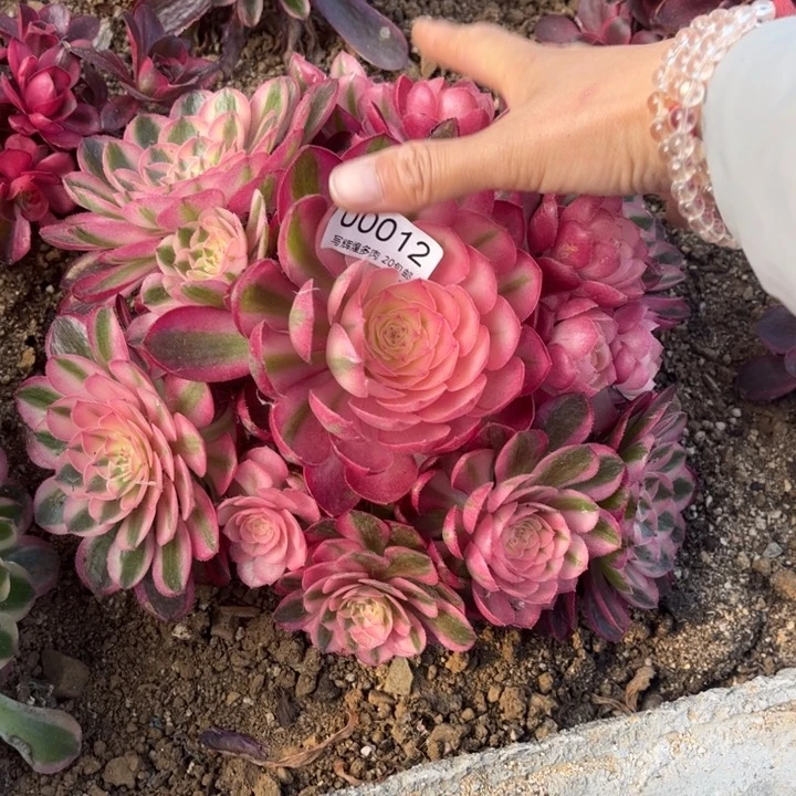 00012荔枝多肉植物