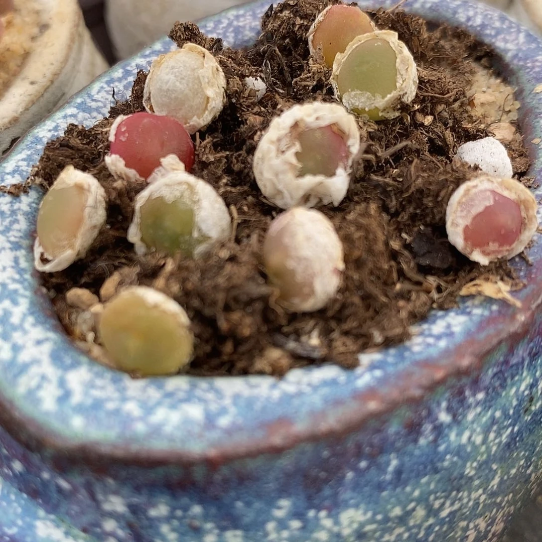 哈默灯泡1颗买2送1