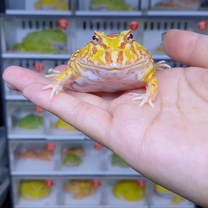 特价秒杀特价原价