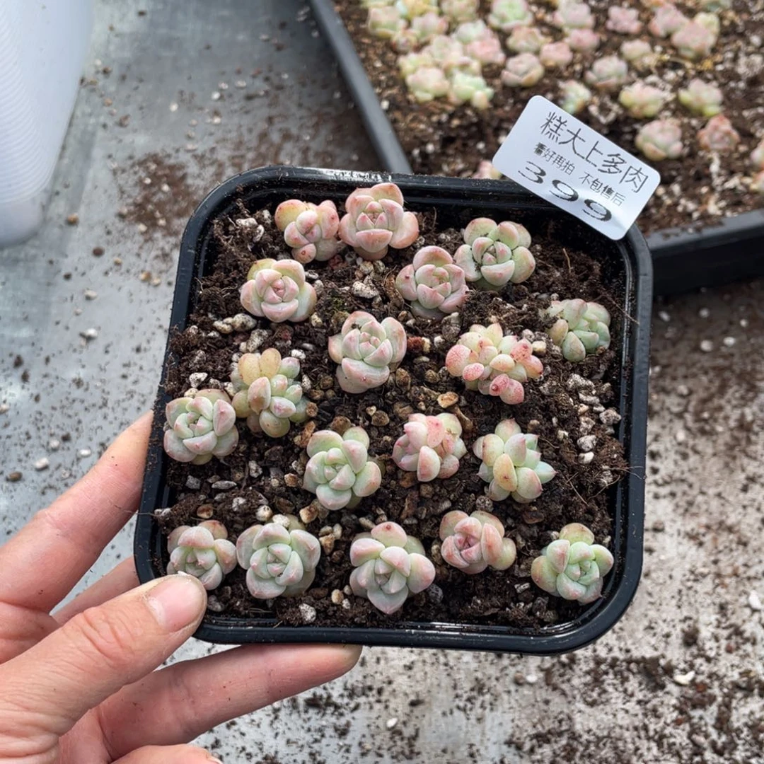 糕大上多肉植物399