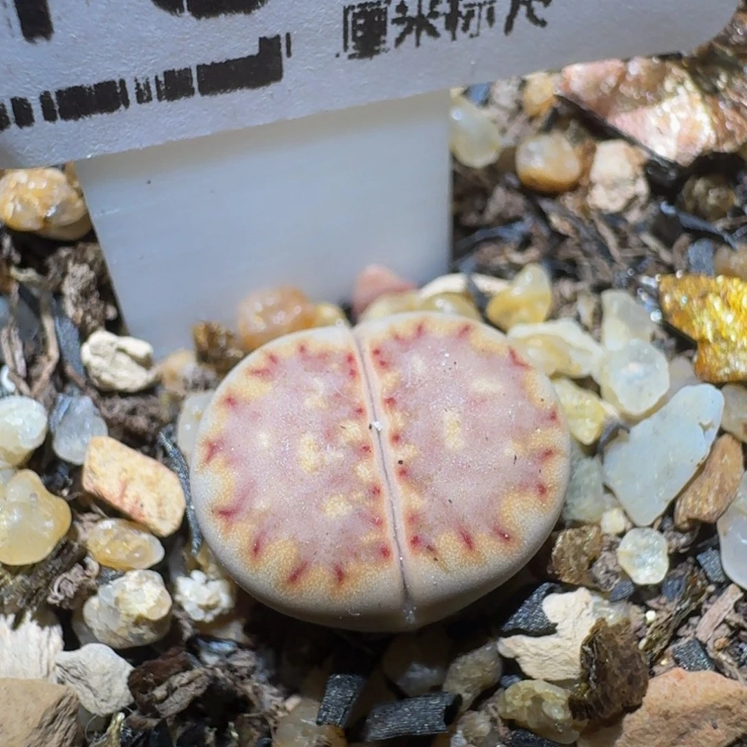 Ssss精品生石花1801
