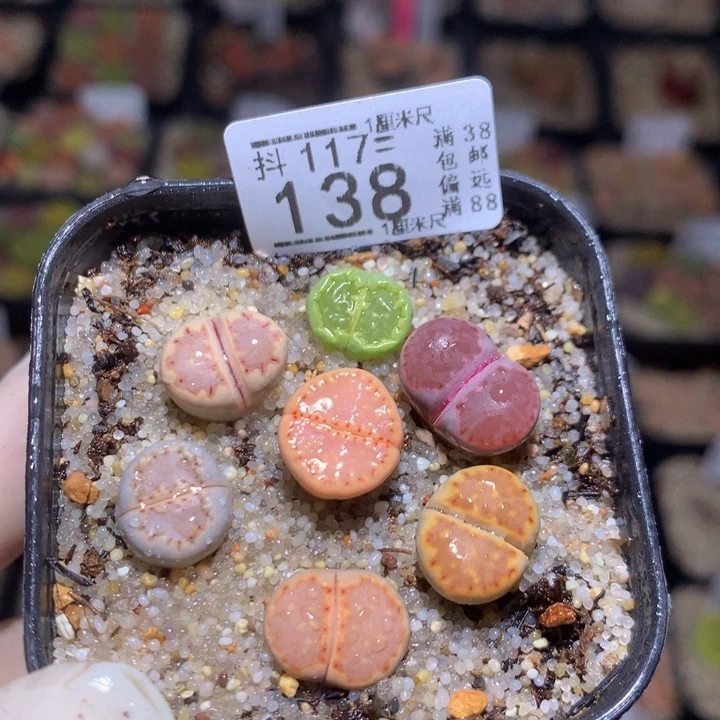 精品生石花117.138