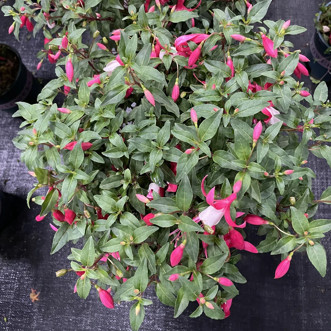 【红蜻蜓棒棒糖】倒挂金钟灯笼花 阳台庭院易养护 花期长花量大