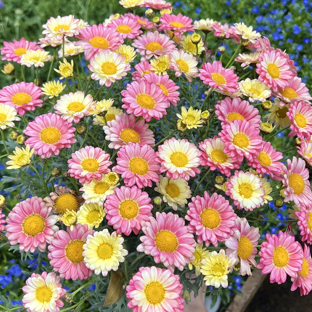 小饼干【150盆】玛格丽特菊花盆栽多年生易爆花发货快新手易养护