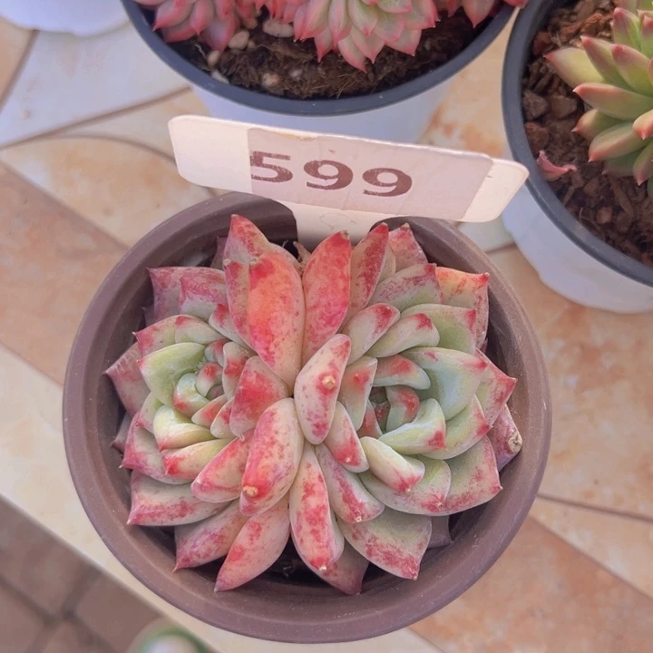 健健康康平平安安