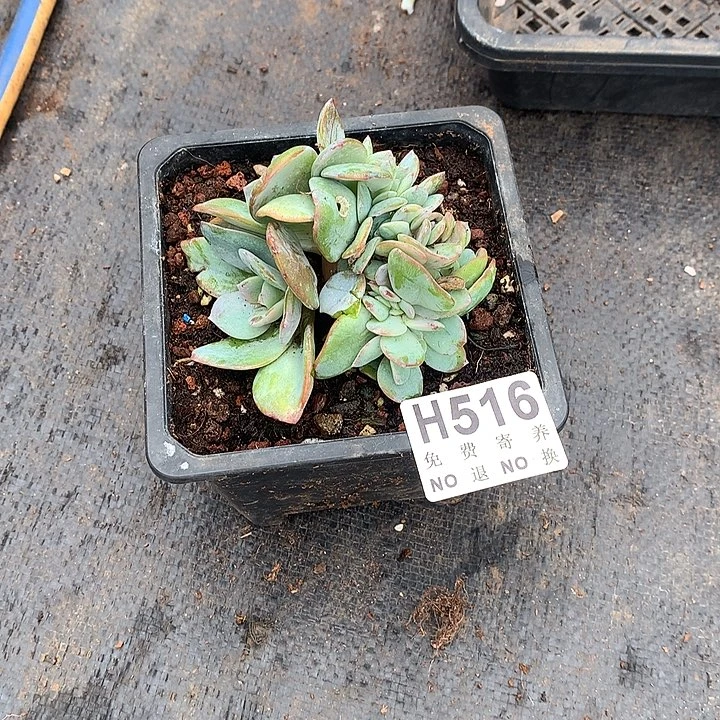 白***林白凤缀化 瑕疵 自然群非偏远38包邮 节后发