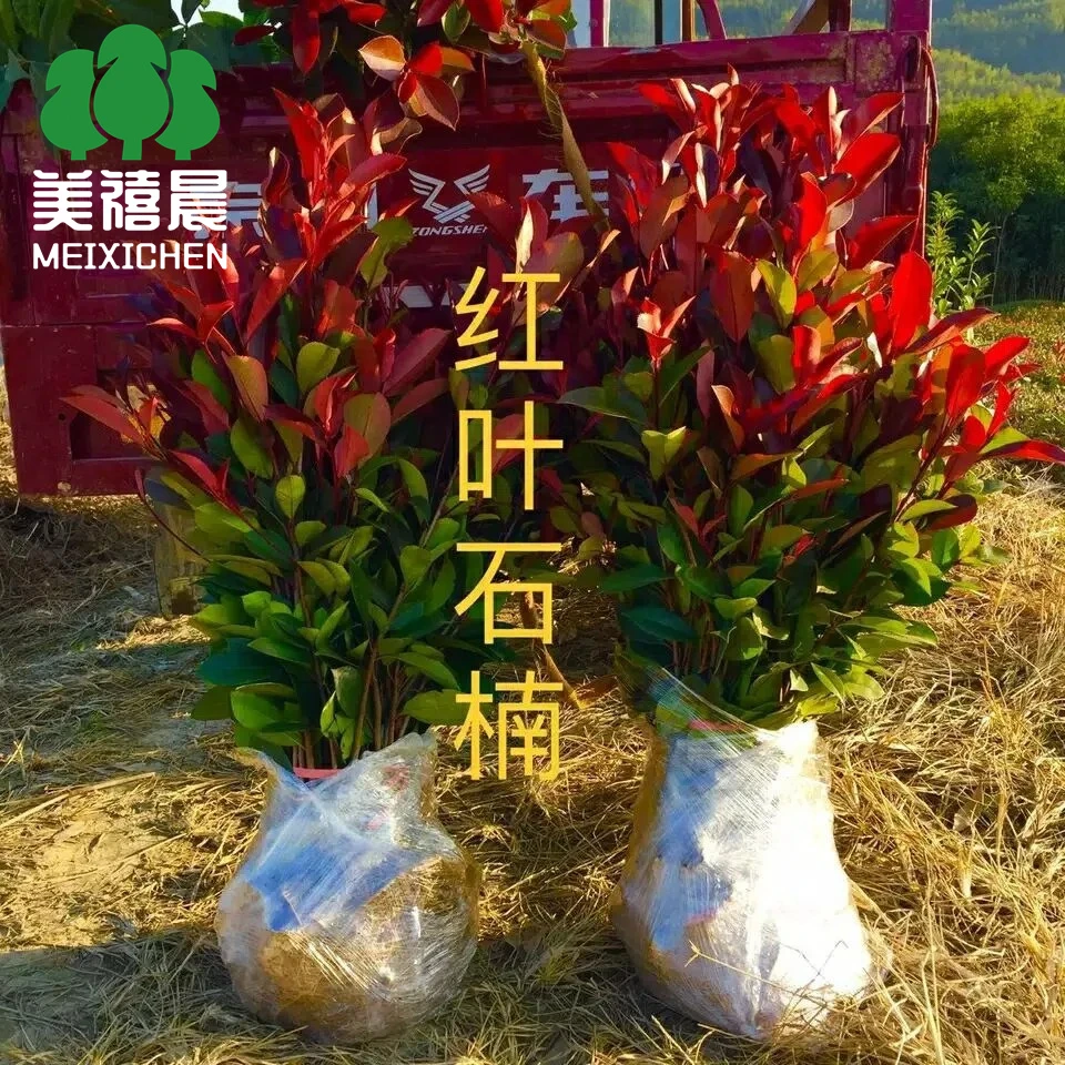 红叶石楠树苗室外四季常青植物庭院花园篱笆绿化工程苗木花卉绿植