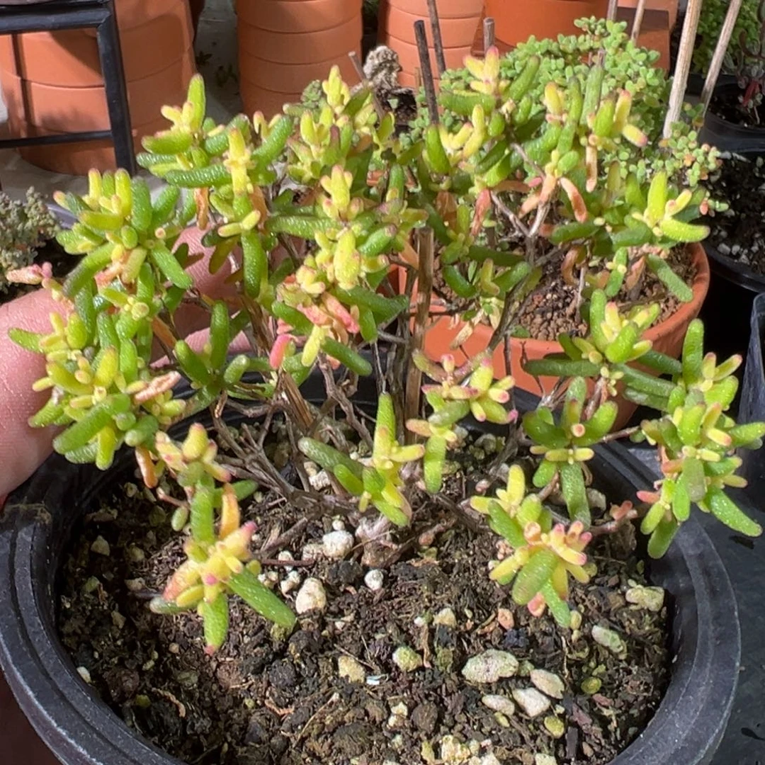 糖球粉锦120盆老桩