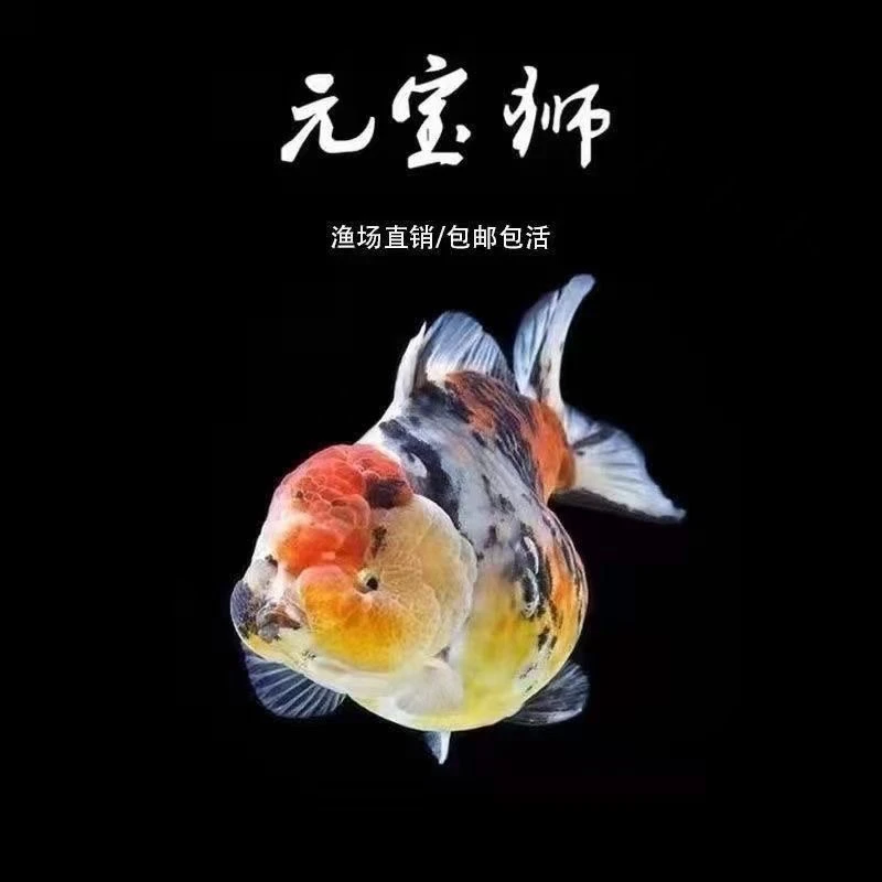 短尾元宝狮泰狮多种冷水观赏金鱼活体好养耐活